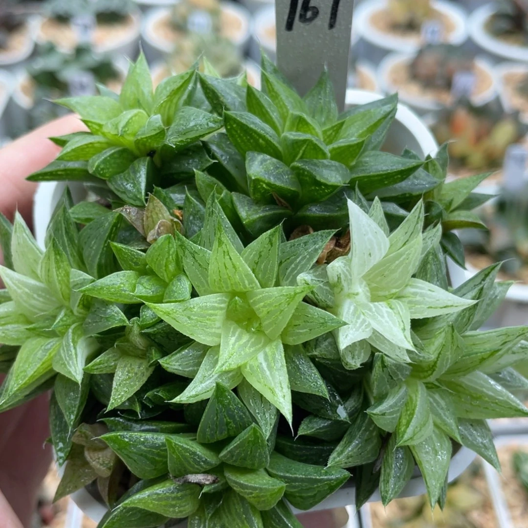 167元祖冰沙糖锦群