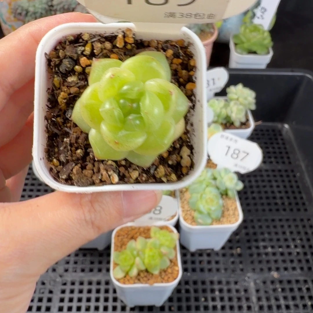 珍妮种播优选单头189号