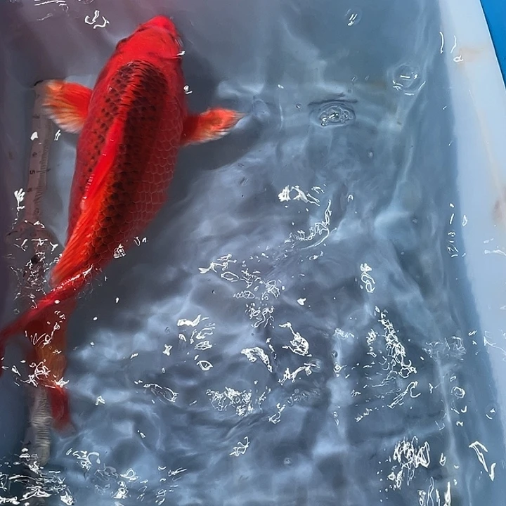 蝴蝶鲤鱼渔场直发121