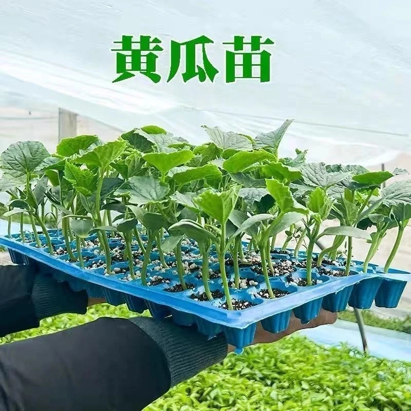 黄瓜苗水果黄瓜秧苗盆栽地栽四季蔬菜水果黄瓜秧苗阳台早熟易成活