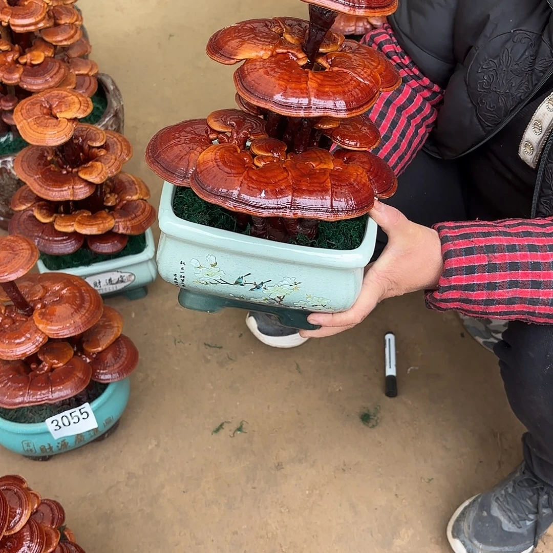 无花朵灵芝是我国著名植物