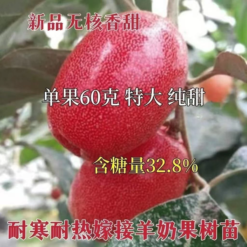 特大纯甜羊奶果树苗正宗德甜三号胡颓子羊奶果苗盆地栽当年结果