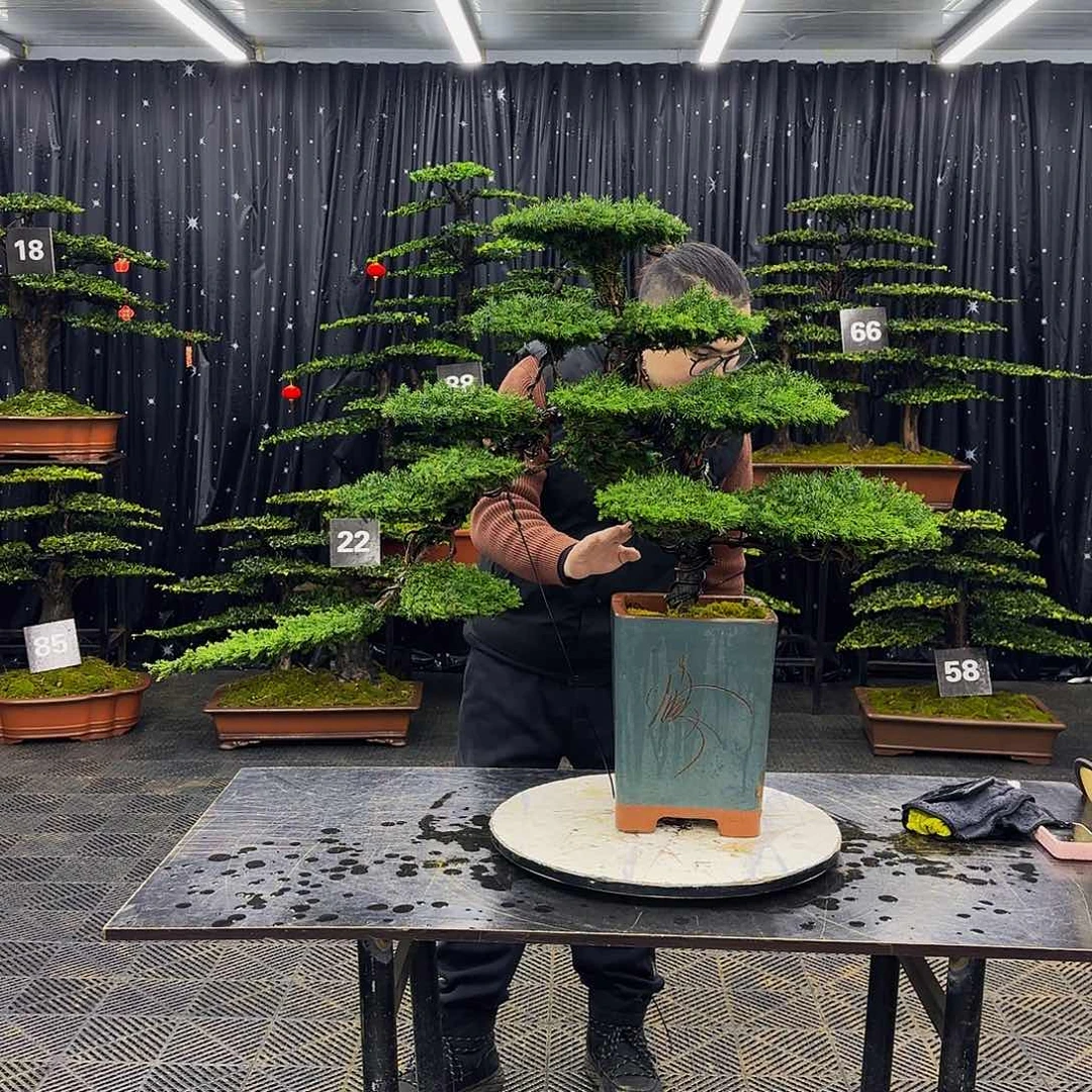 龙爪松高端造型盆景