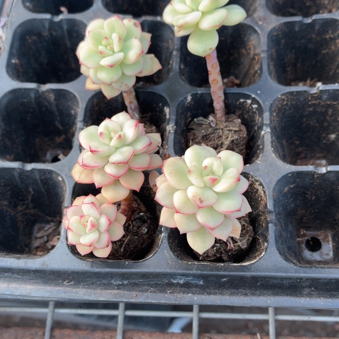 探戈锦多肉9.9包邮发货