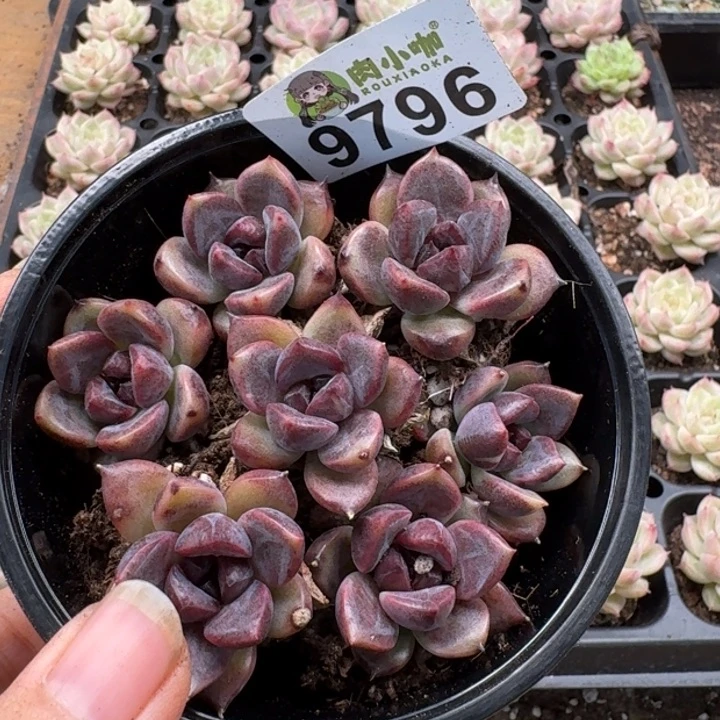 当前无花朵，栽培后可花朵多肉植物多肉植物