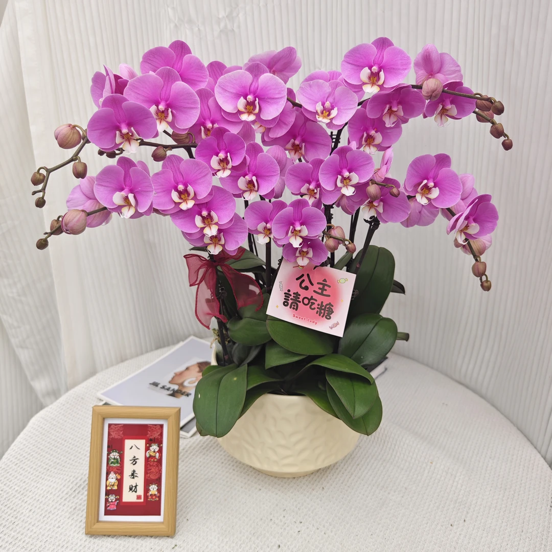 年花推荐！《安娜》粉色系鲜花绿植 带花带花苞 蝴蝶兰