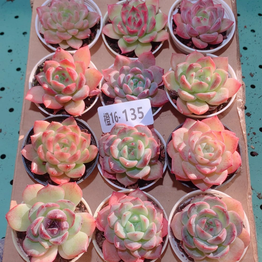 16-135一物一拍多肉带盆18颗