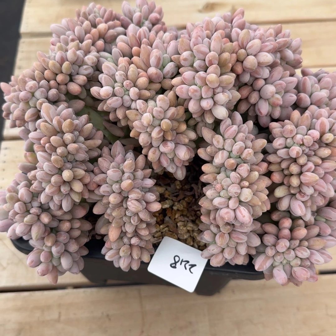 *****2218汤圆缀凡艺多肉