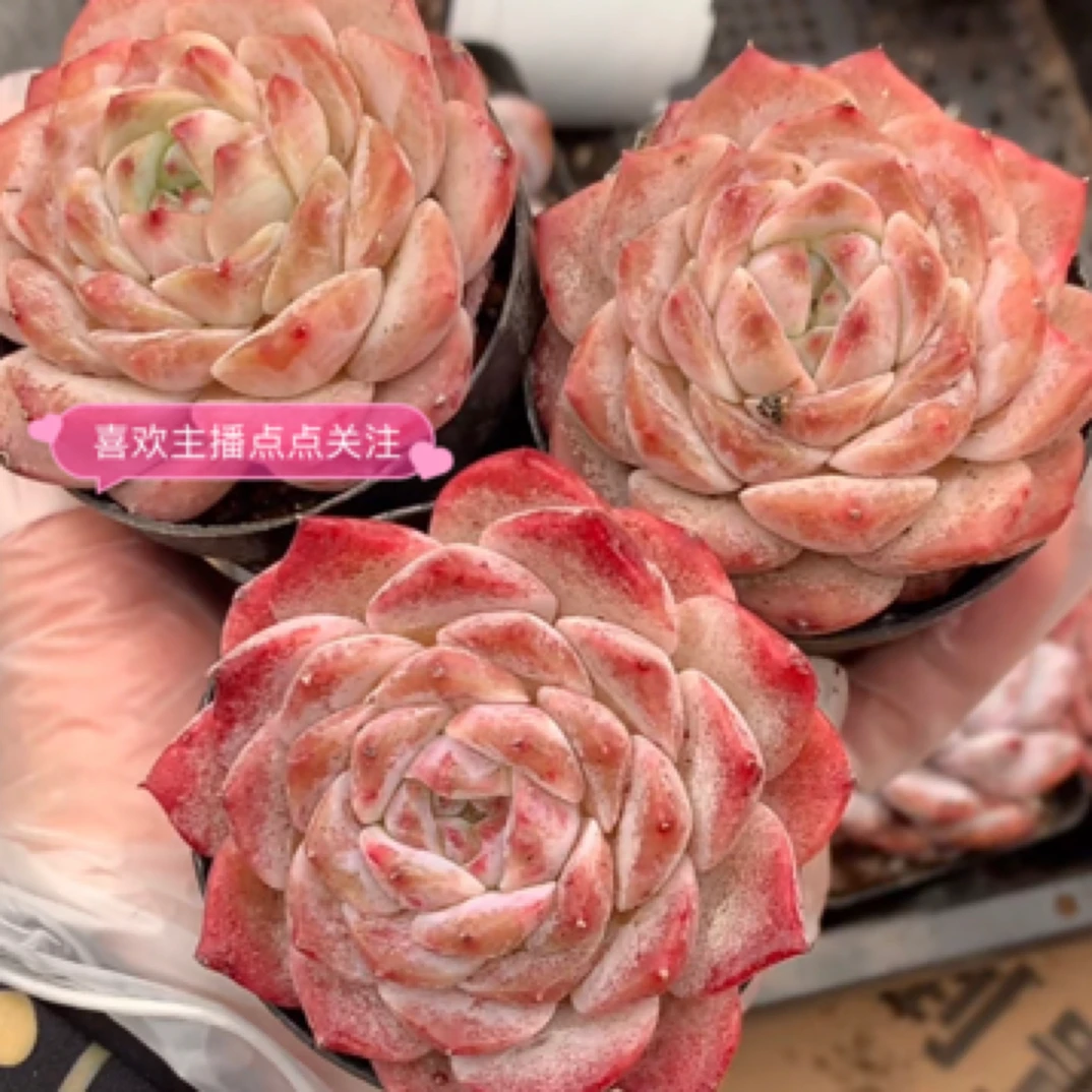 （一单包邮） 冰魄 4-5cm  福利款 图片仅参考 多肉以直播间为准