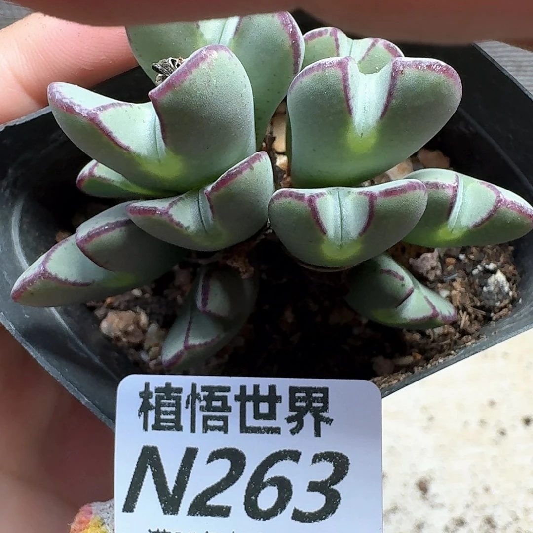 多肉植物的润泽的车