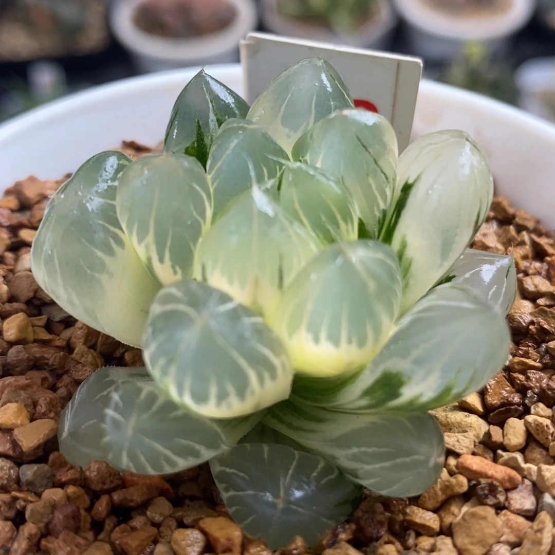172糊斑水晶×冰川玉露锦