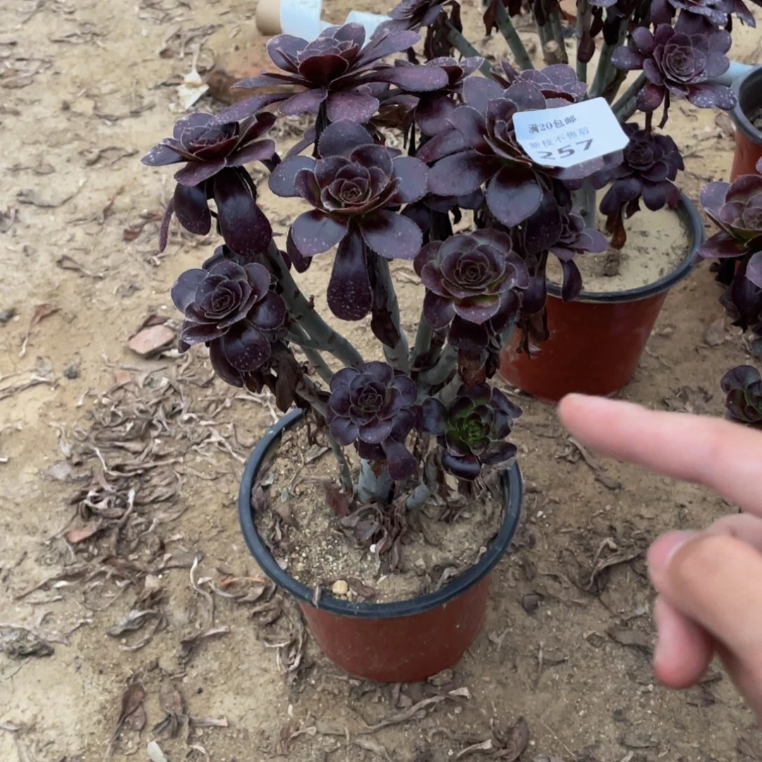 257黑玫瑰法师多肉断枝不包