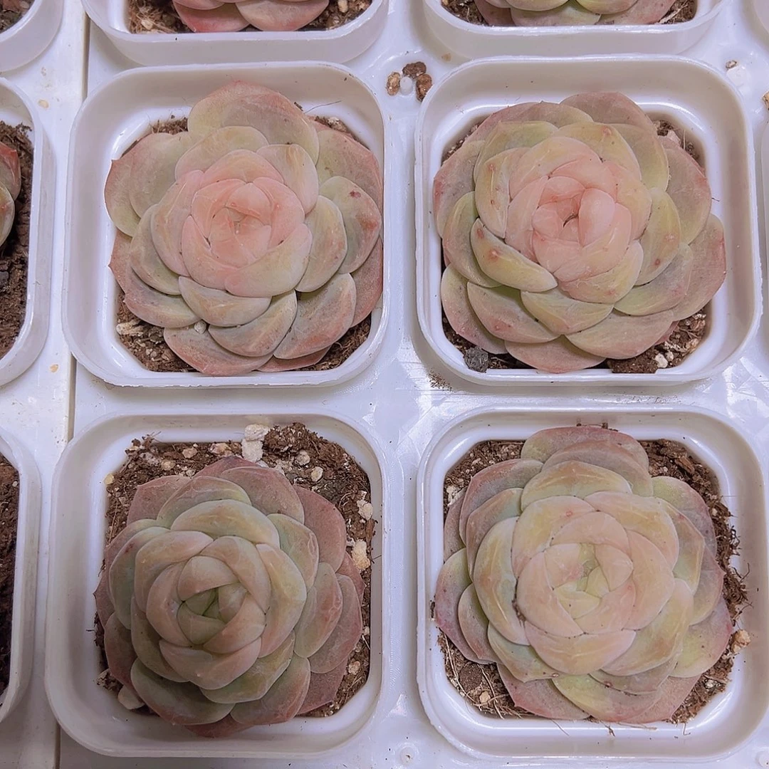 良辰19包邮多肉植物