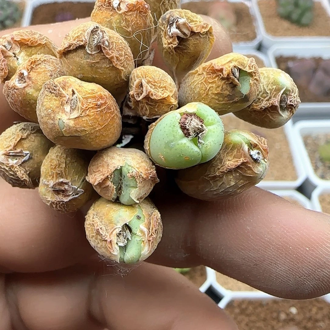 毛口笛杂交37622