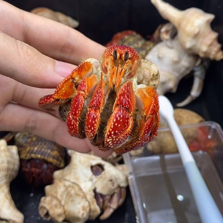 …***…3.6口A++斐济草莓