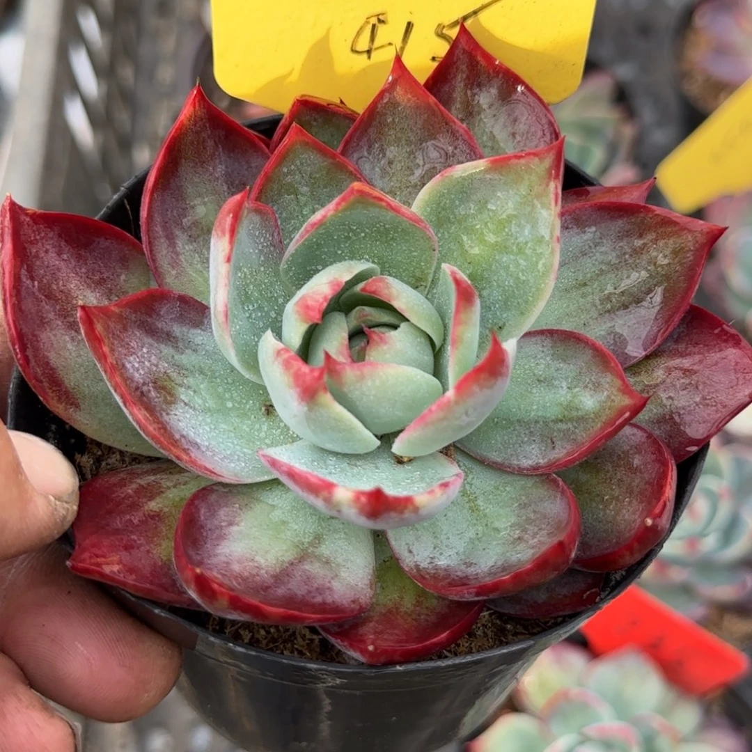 惊鸿一物一拍包装收缩花旱415