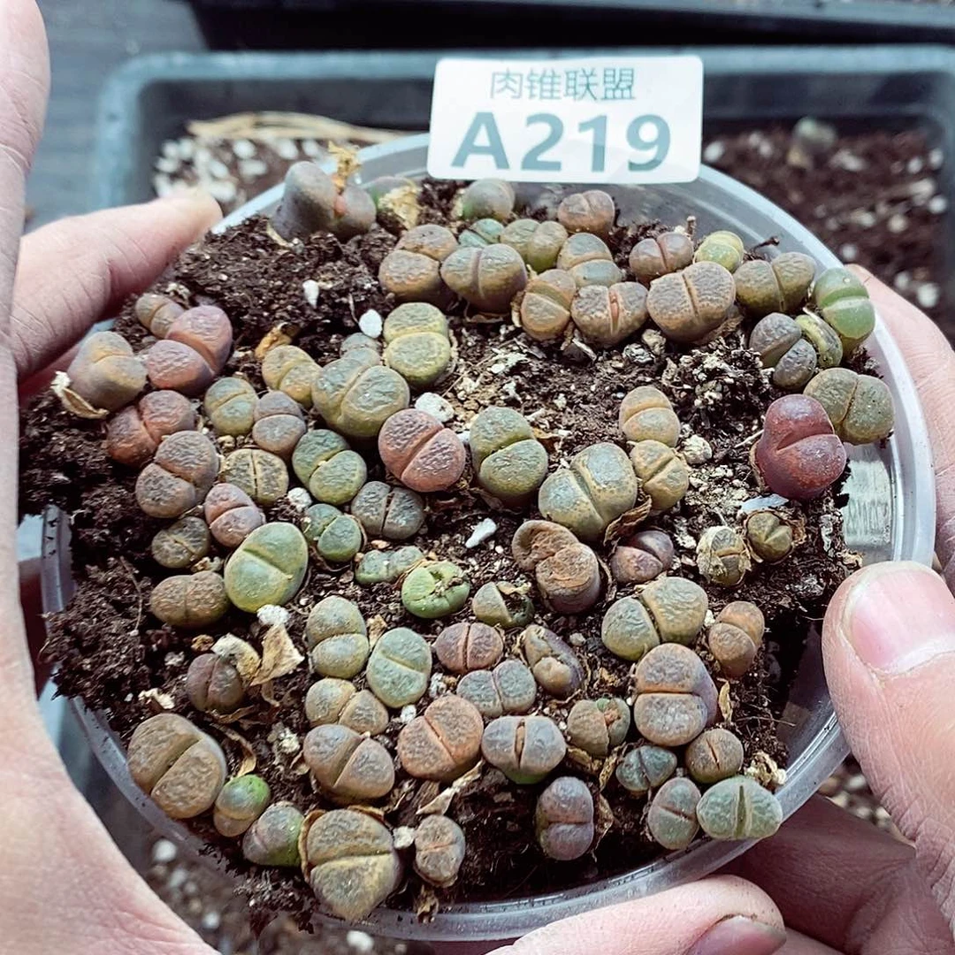 玉***米219风铃呃呃呃哦呃呃呃呃呃呃呃呃