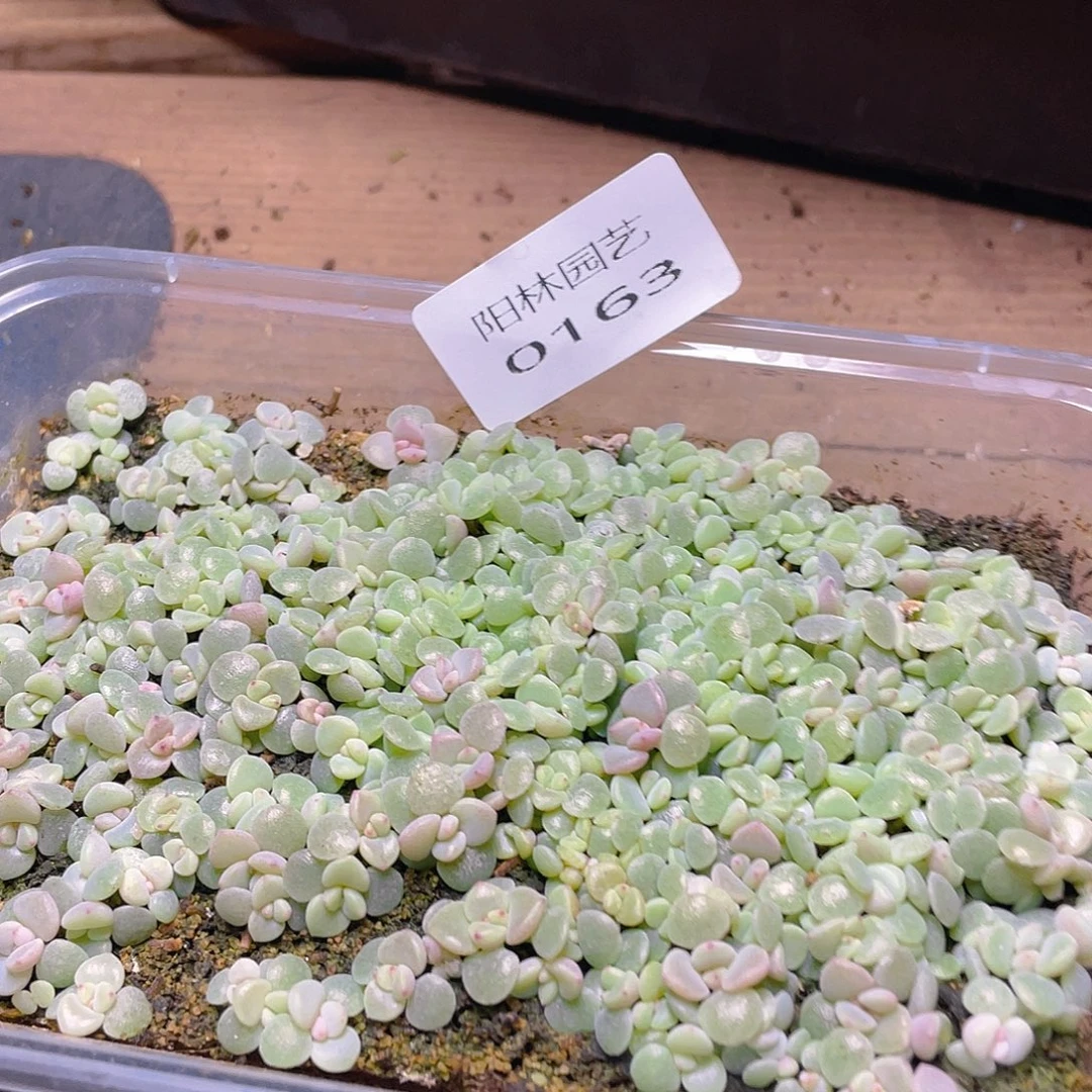 奶***࿐多肉植物多肉植物163