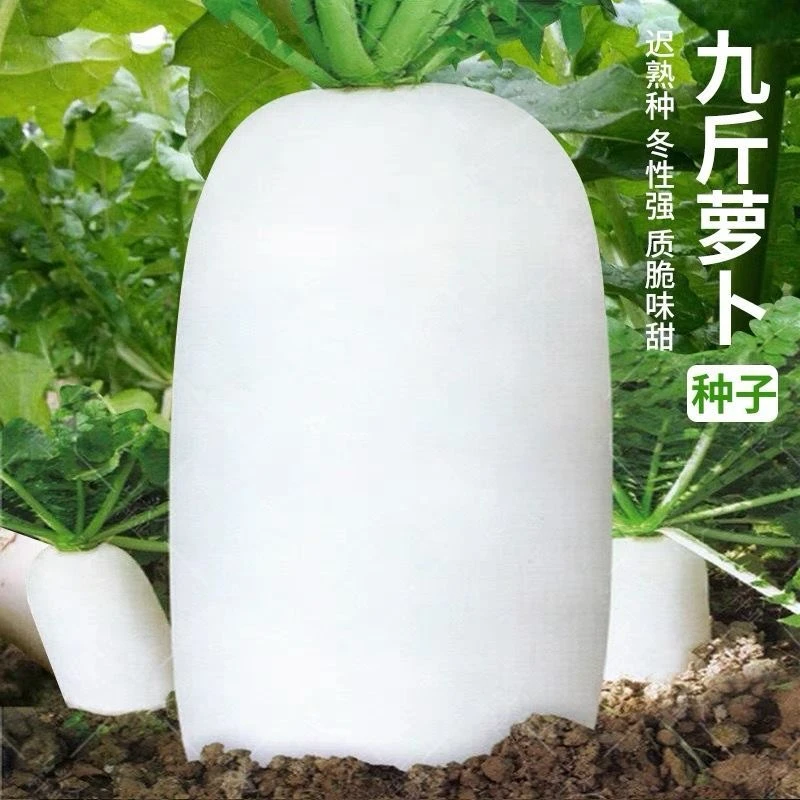 九斤王白萝卜种蔬菜不空心春不老种特大四季春夏秋季播种