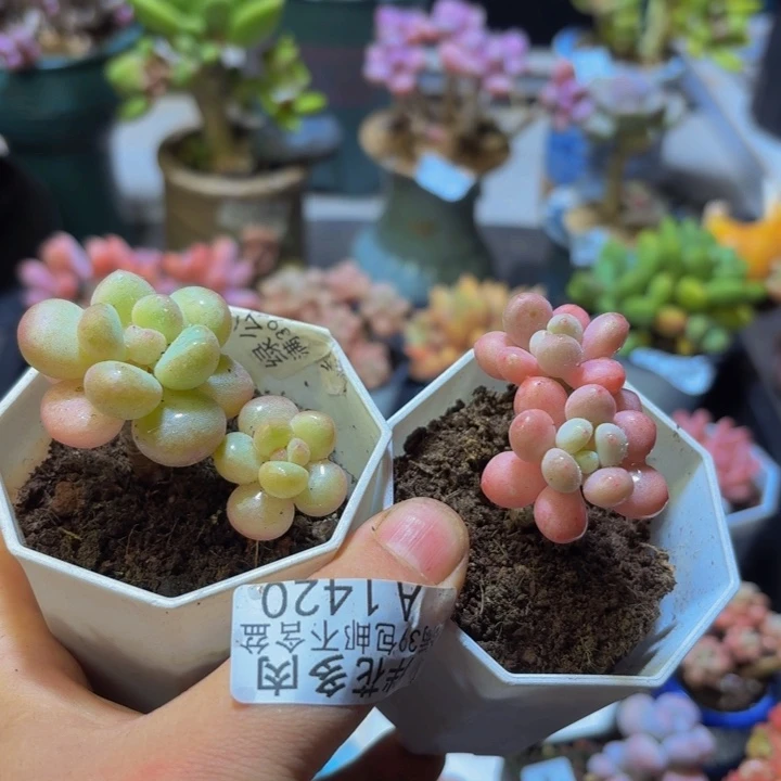 大****420？两颗花4 厘米