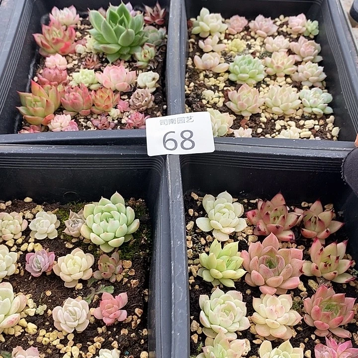 68 多肉植物盆栽花卉