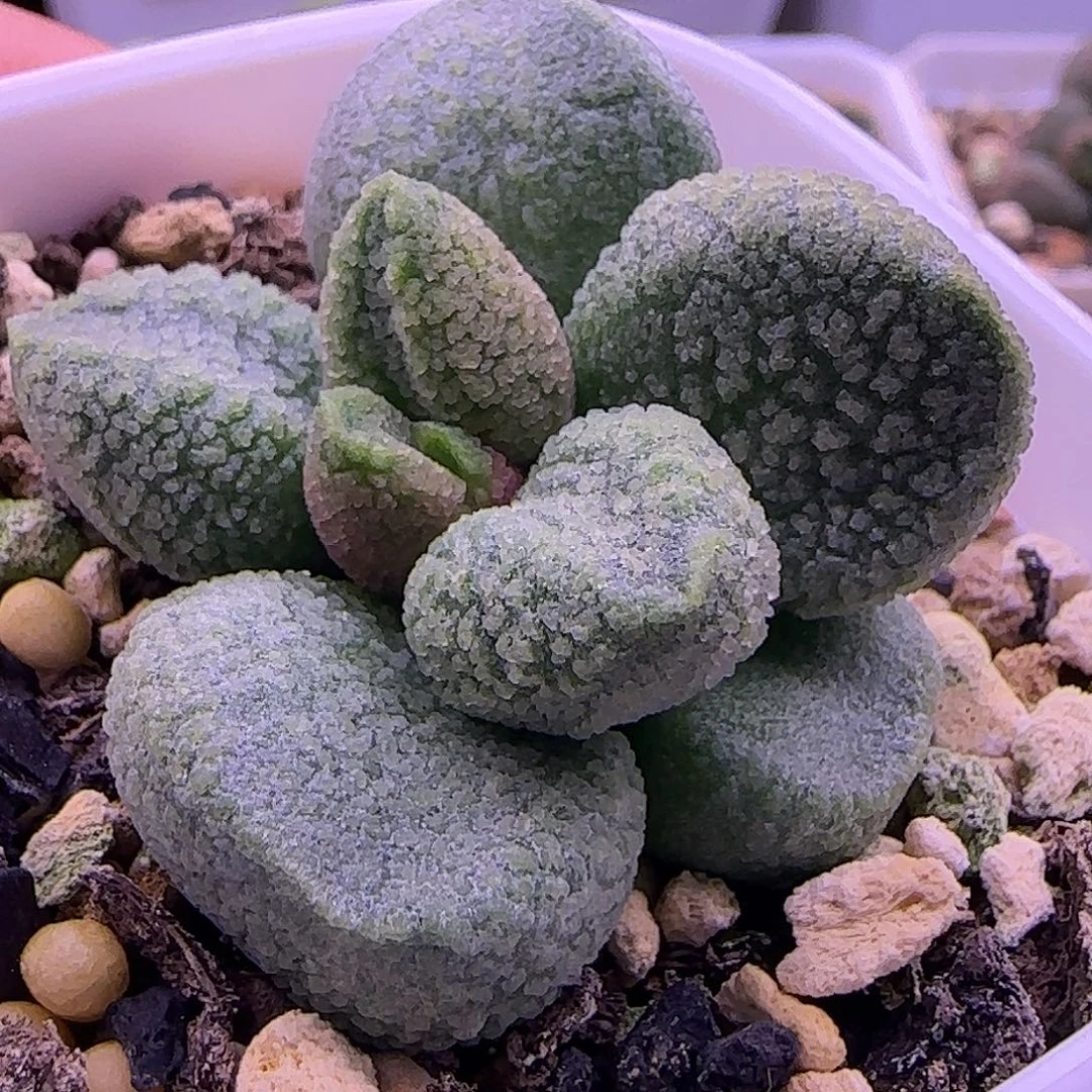 特价水泡，一物一拍