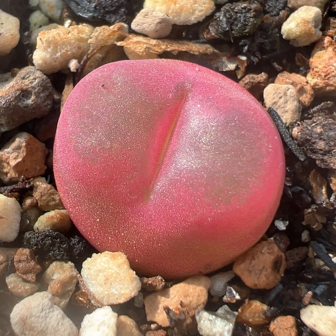 12多肉植物百科知识