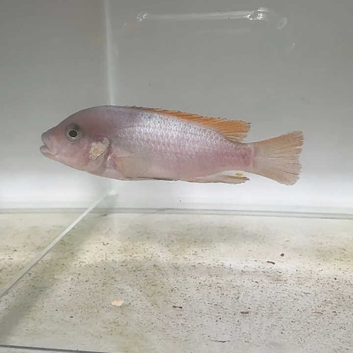 海水217号普乌鲁费恩