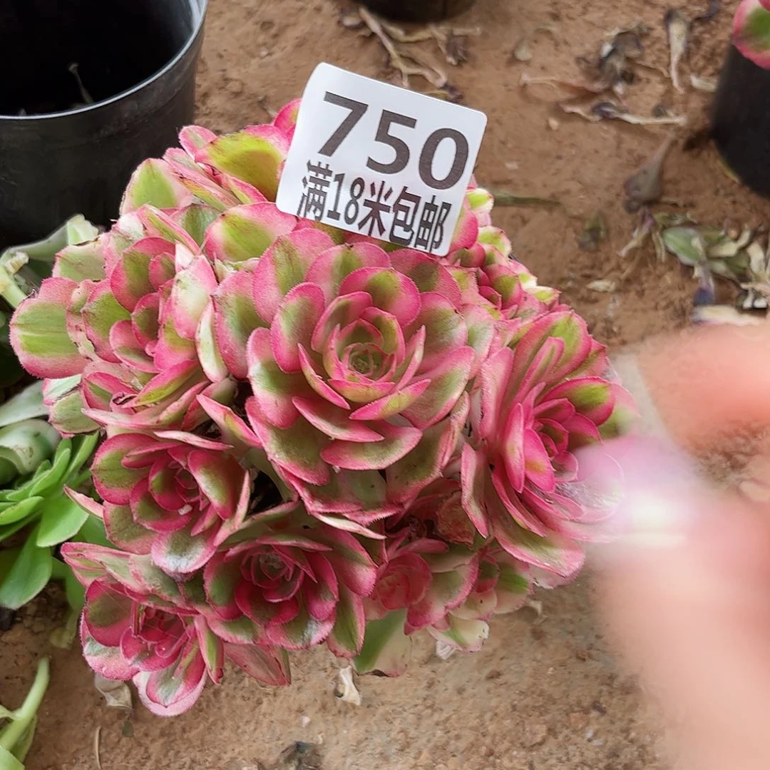 750倾城多肉无根发货
