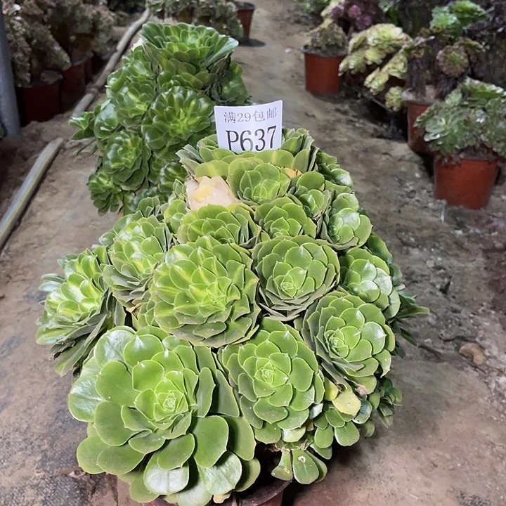 637五彩琉璃多肉植物