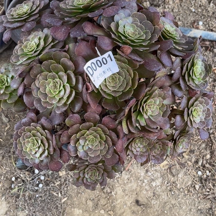 001黑萝莉多肉法师不包断枝