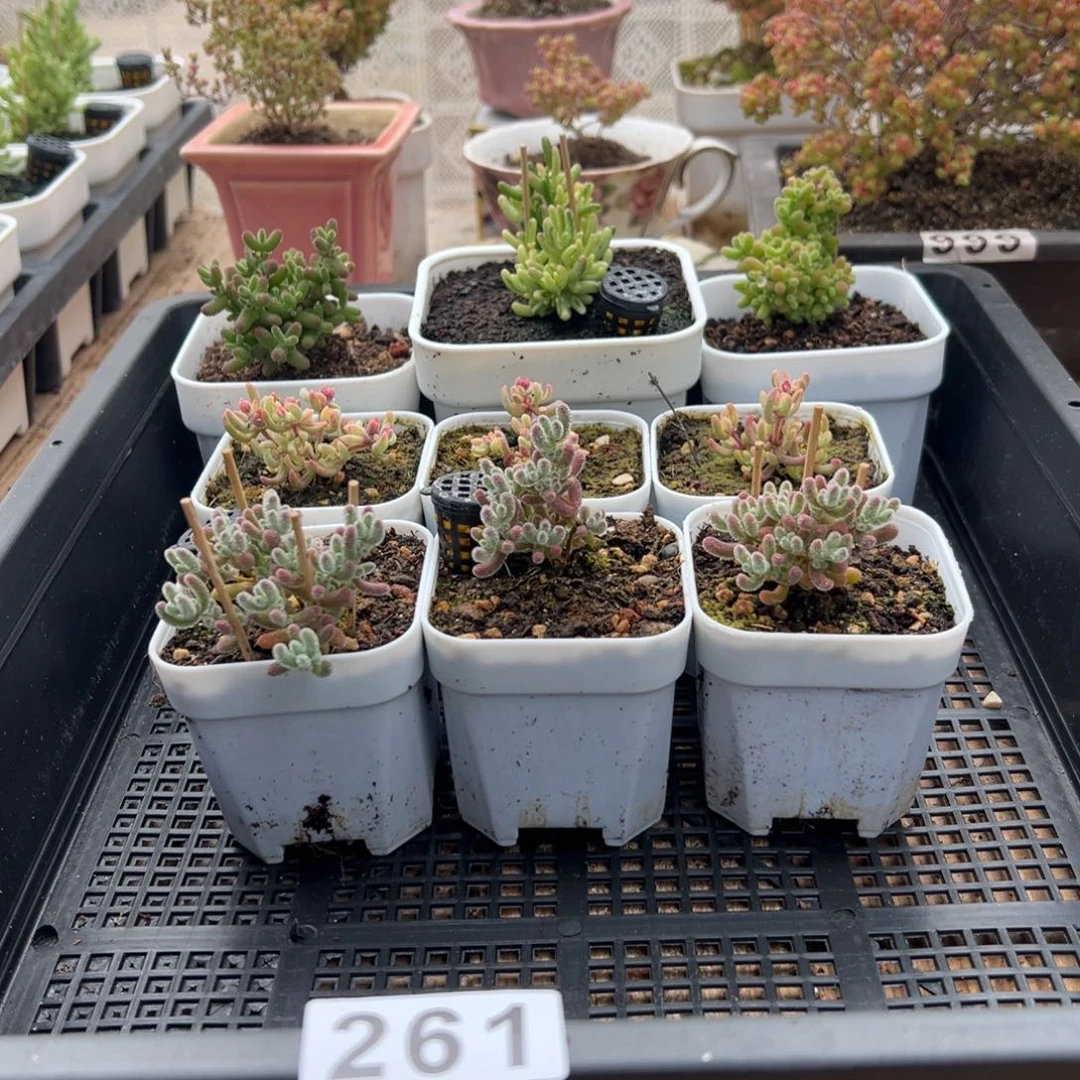 枝干番杏多肉植物261