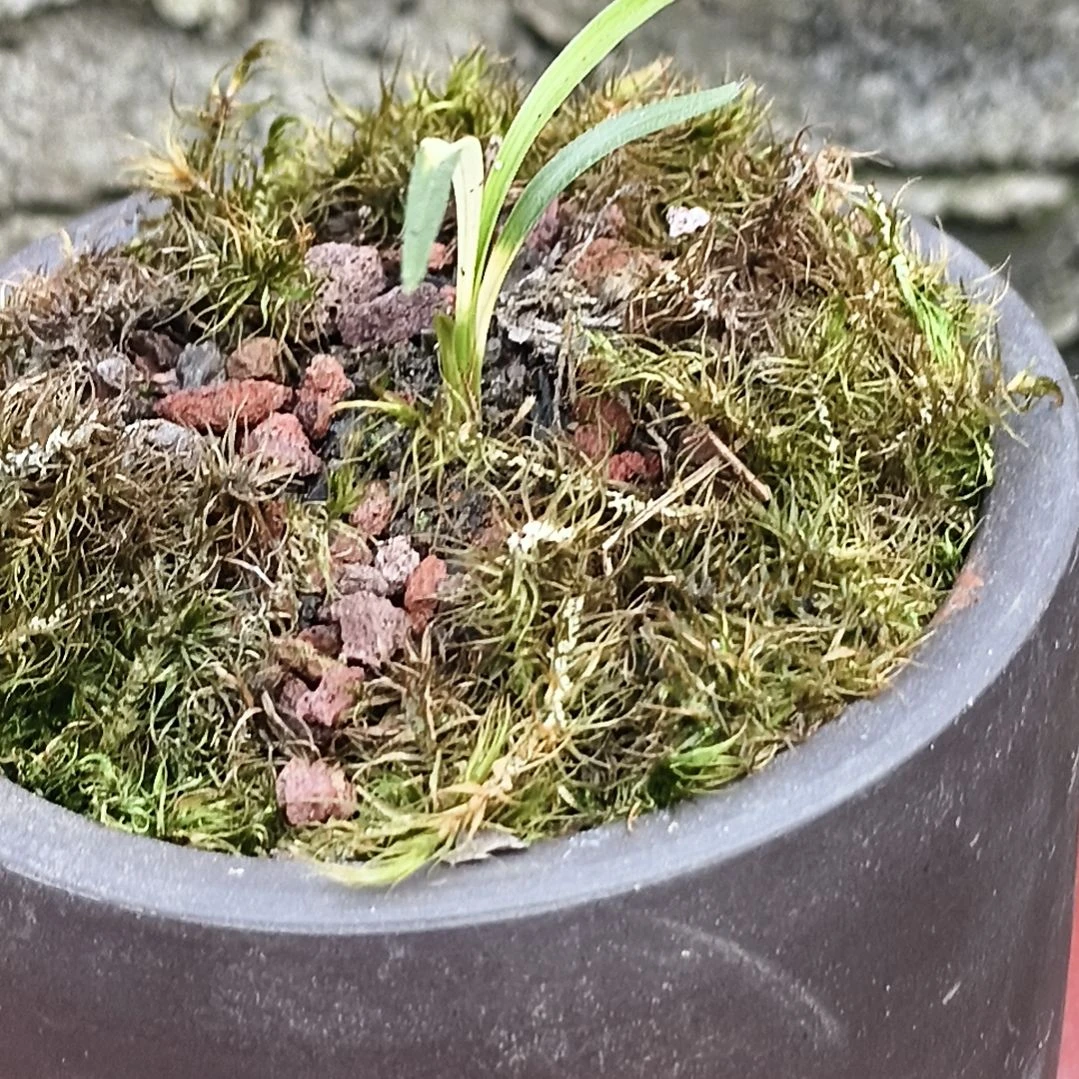 当前无花朵，栽培后可花朵