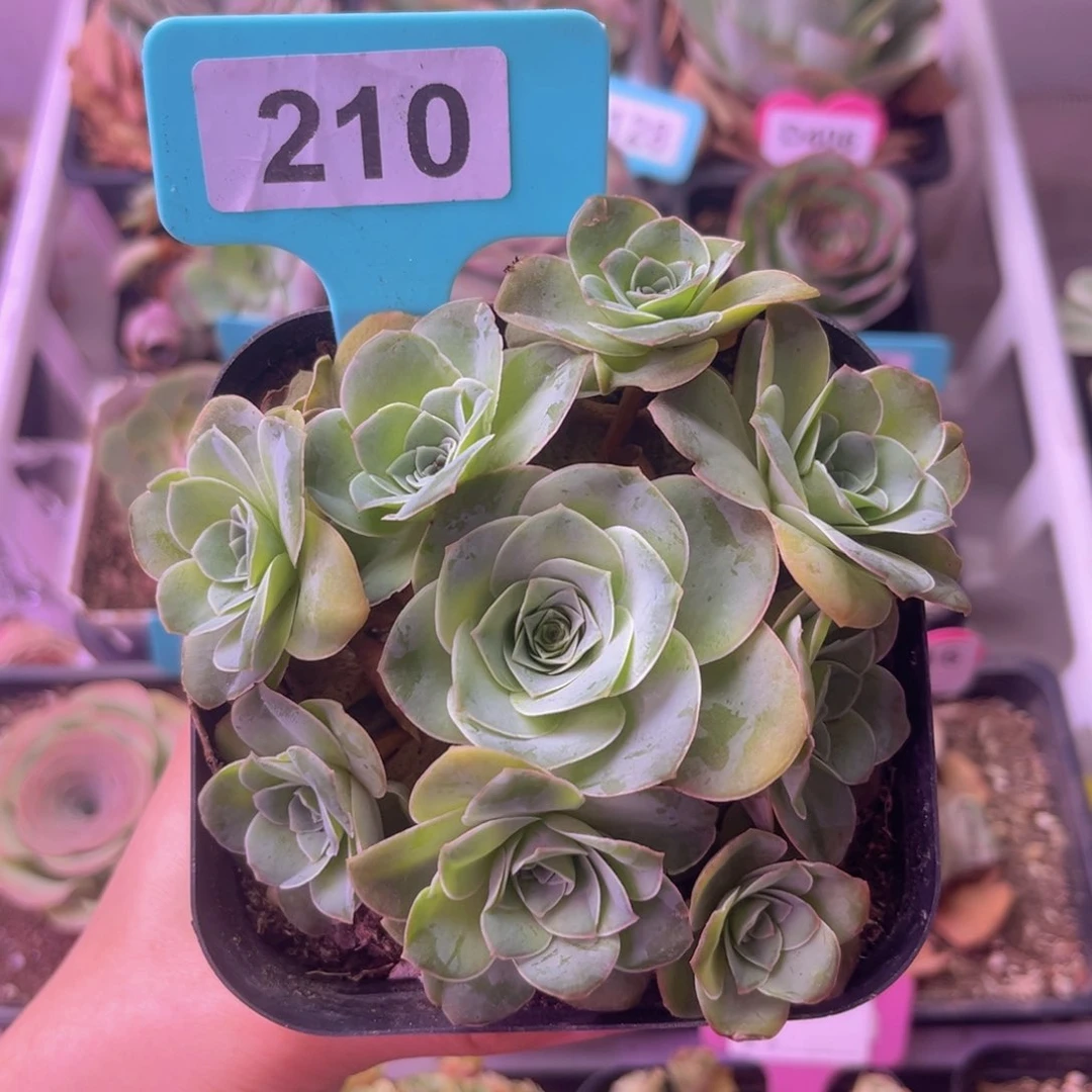 山地玫瑰群一物一拍210