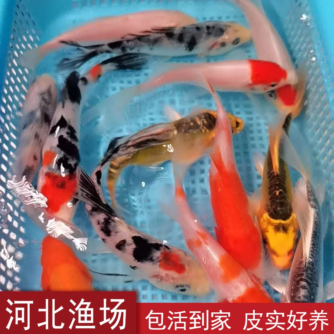 【对版发货】活体观赏鱼锦鲤绯写红白大正昭和三色练手鱼开缸鱼