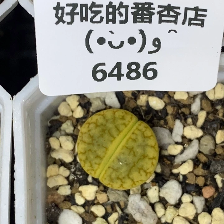 无****6486。18包邮.当天凑哦。新疆西藏88包邮