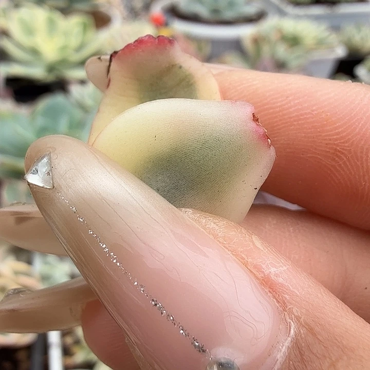 斗牛士锦一组腹轮锦