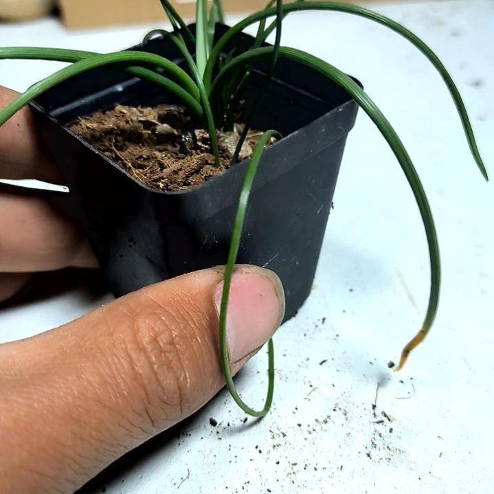 满6元包邮，小兰花