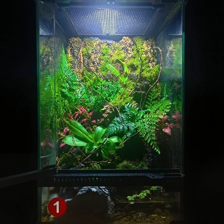 树蛙昆虫缸苔藓微景观雨林缸造景桌面生态绿植摆件#1号缸