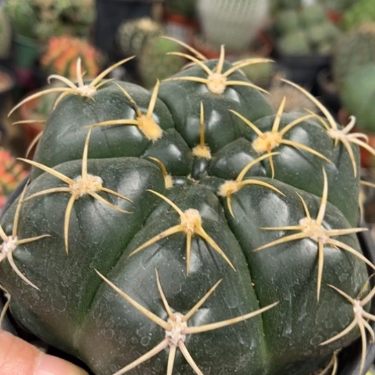 完全开放实生大海王