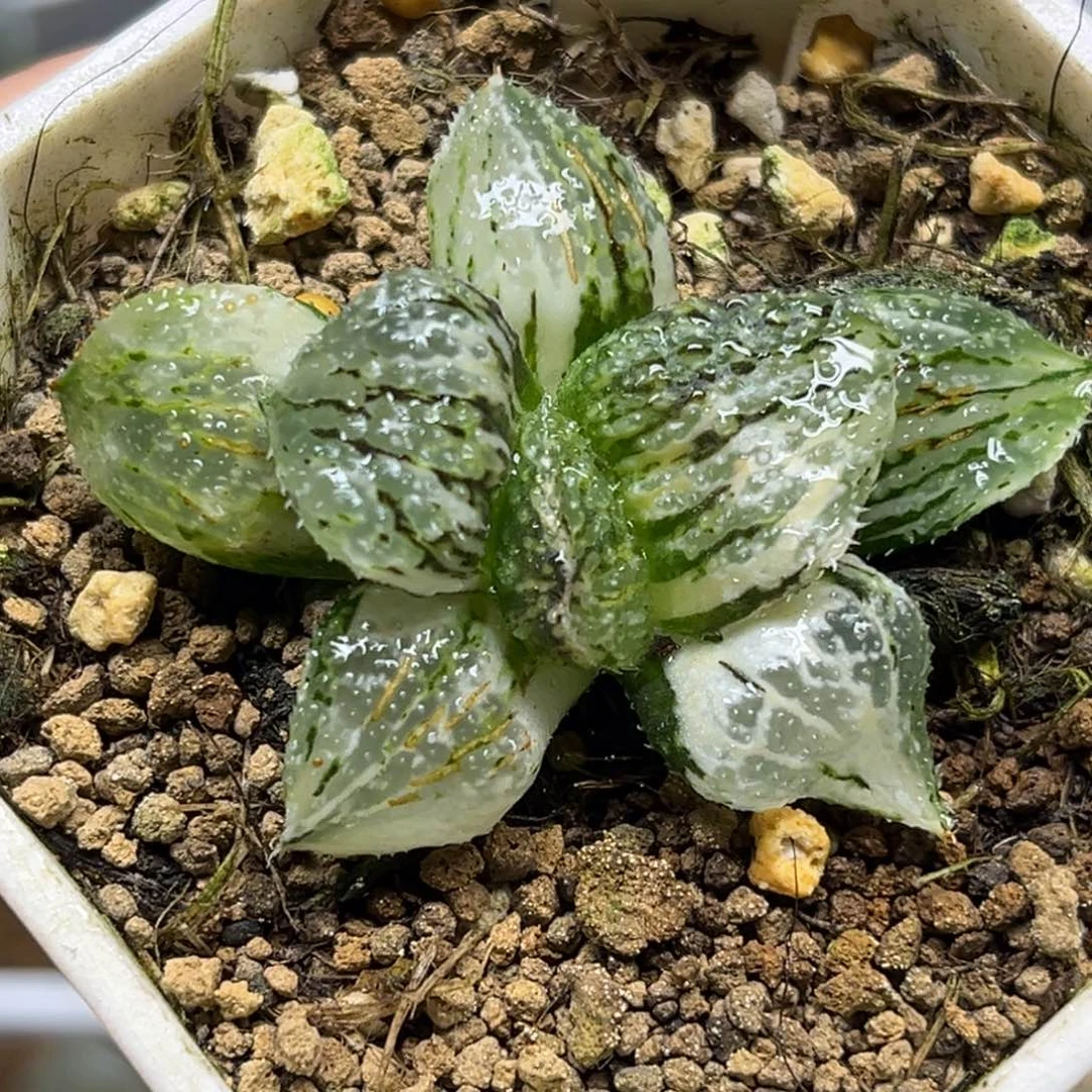 82粉白银锦福利专场