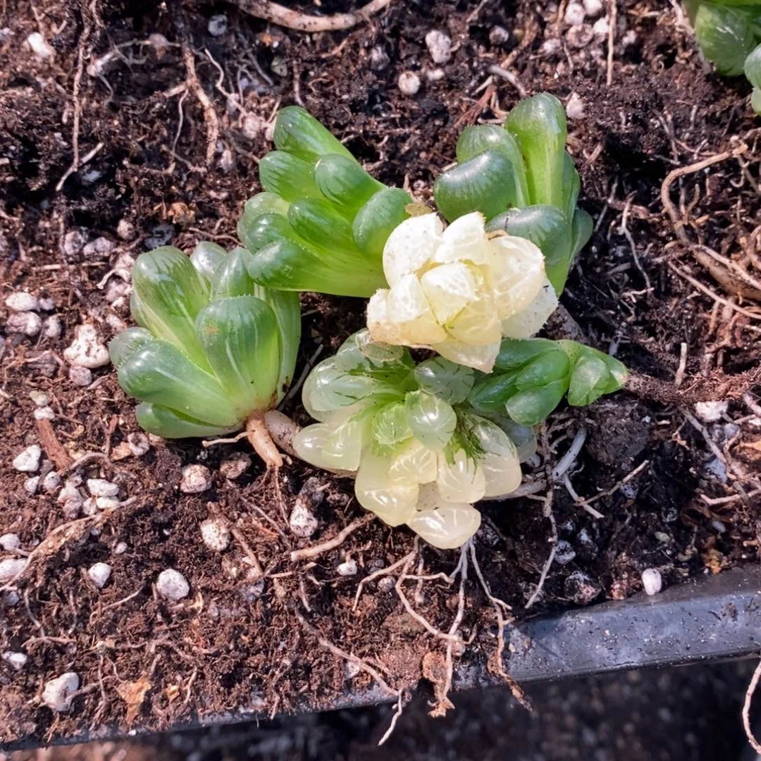 一***22631 6颗一起 超级福利。