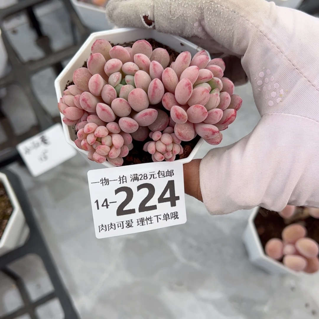 诺*诺小红蛋多肉多肉多肉多肉多肉