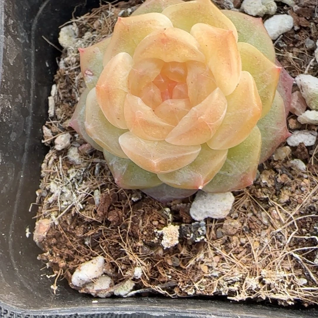 多肉小卡拉米糖心一物一拍