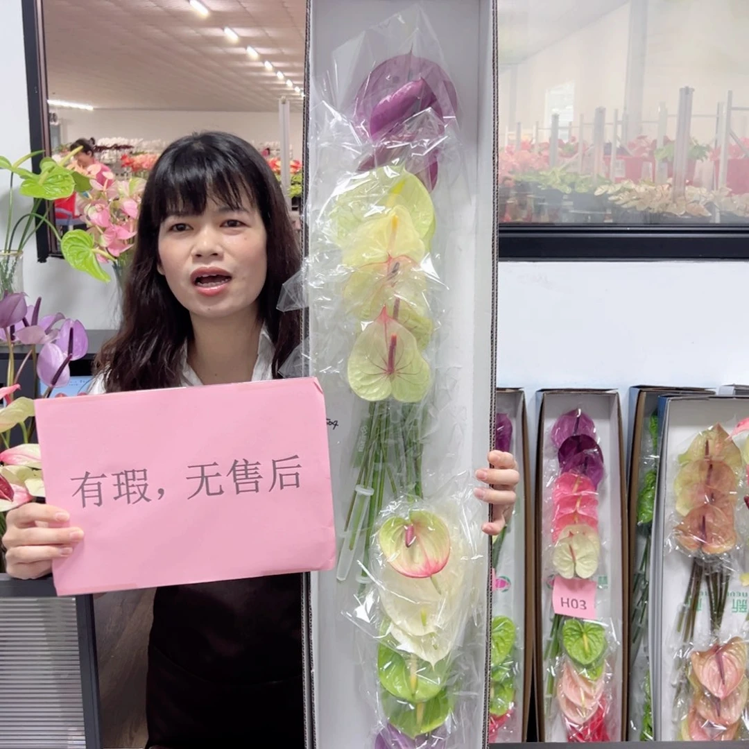 完全开放红掌鲜切花混色16枝装504