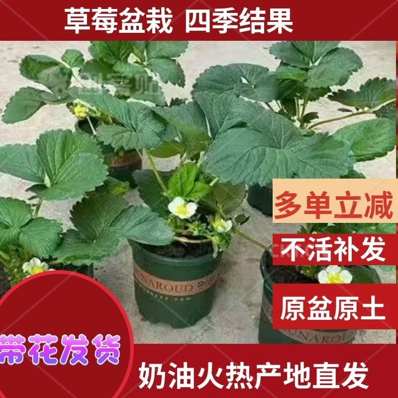 【加仑盆原盆原土发货】粉玉四季阳台室内外庭院盆栽草莓苗
