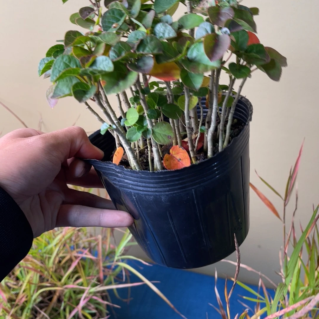 逍***客完全开放盆栽植物