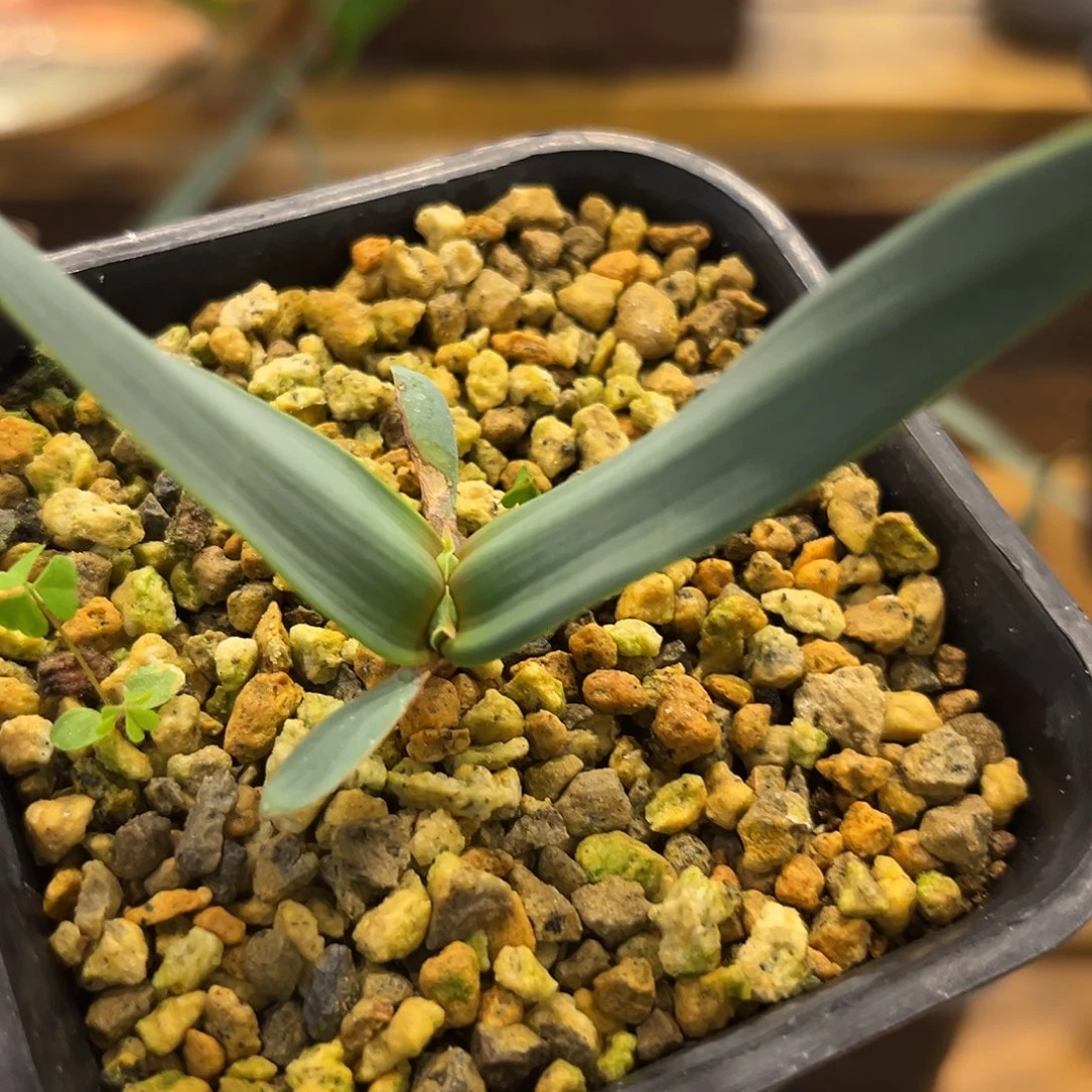 汤圆植物6百岁兰哈