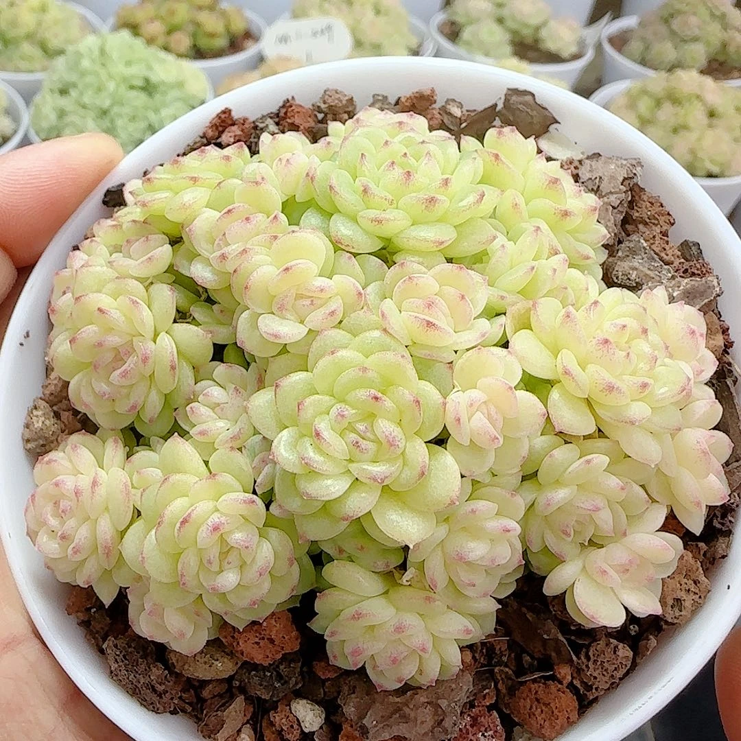 1119-131（ht-40）优选