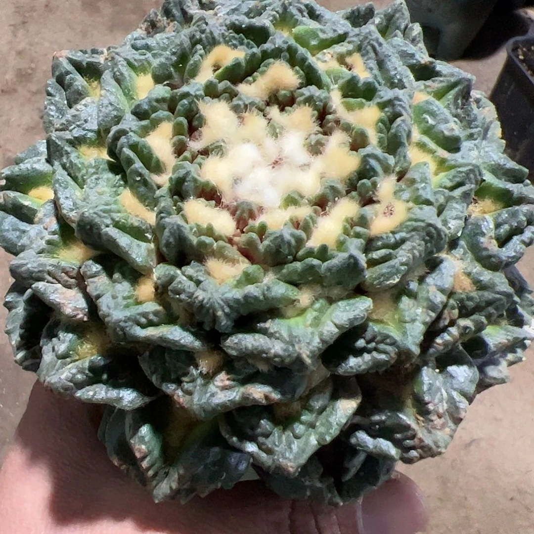 花*卷龟甲牡丹仙人球开花251